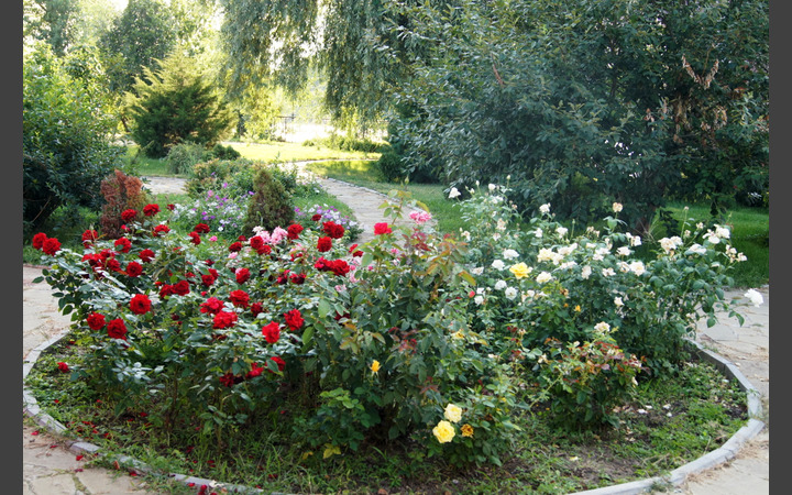 Розы на турбазе Вертячий