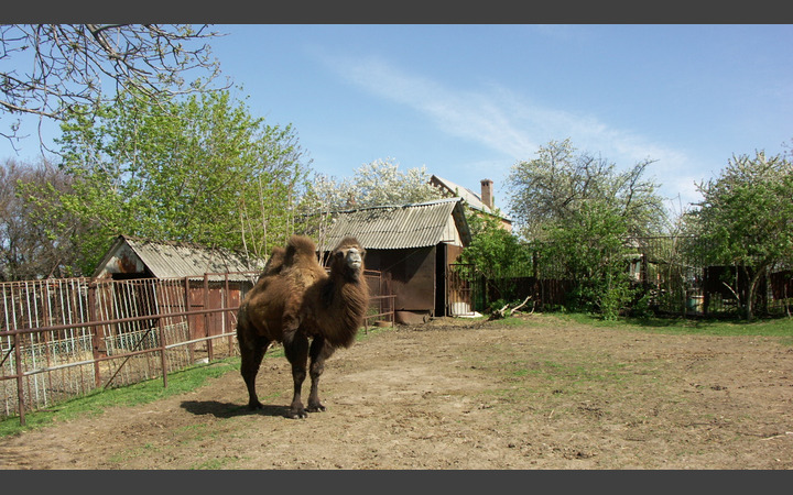 Верблюд